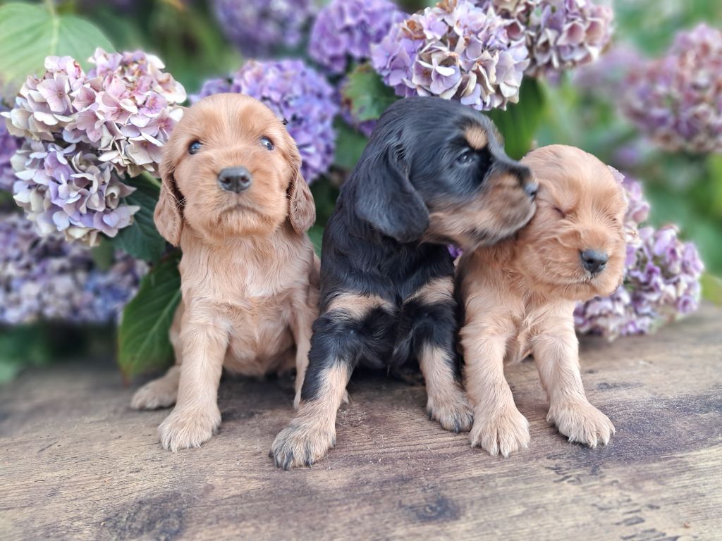 de l'Aube des Hortensias - Chiots disponibles - Cocker Spaniel Anglais