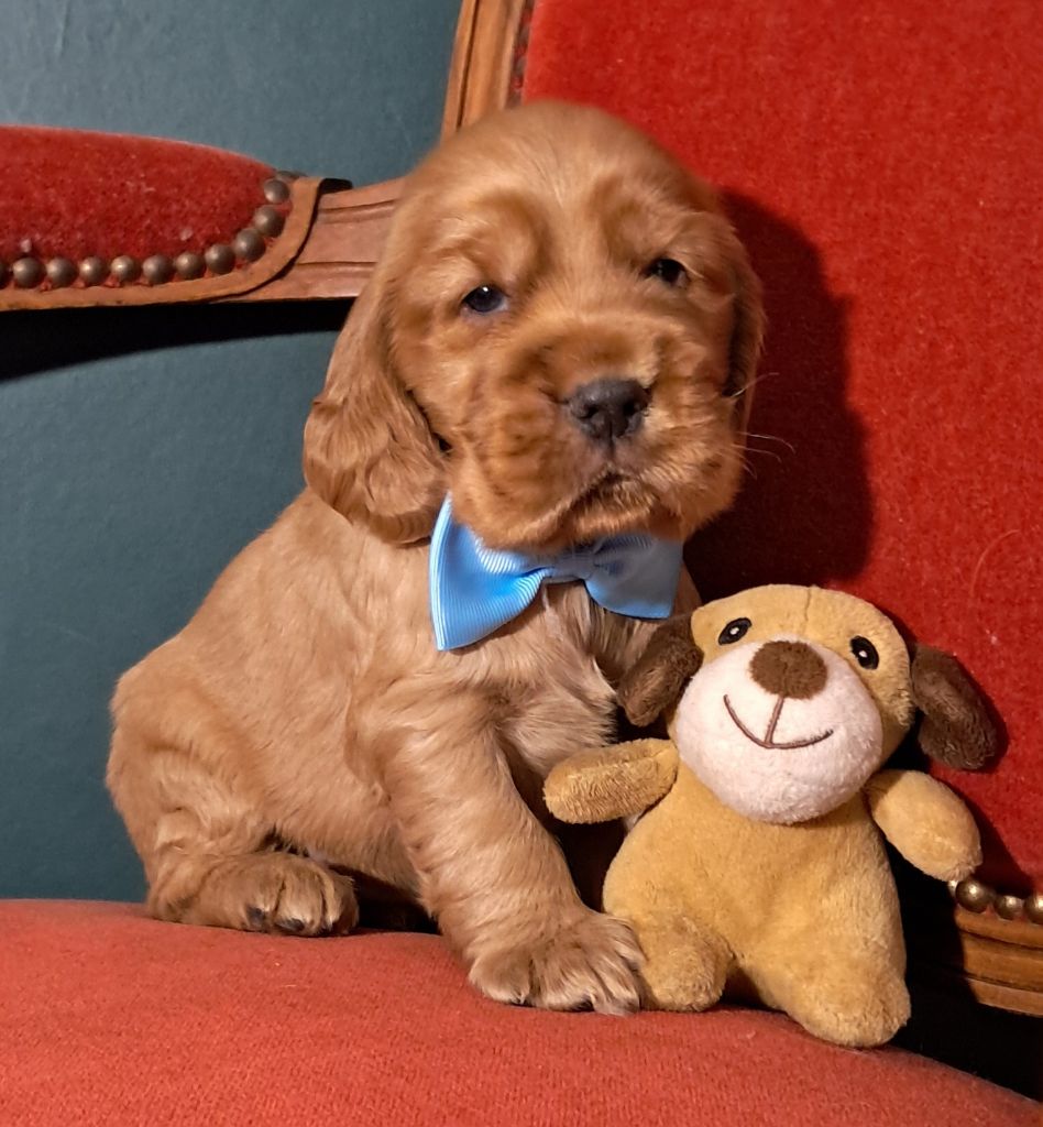 de l'Aube des Hortensias - Chiots disponibles - Cocker Spaniel Anglais