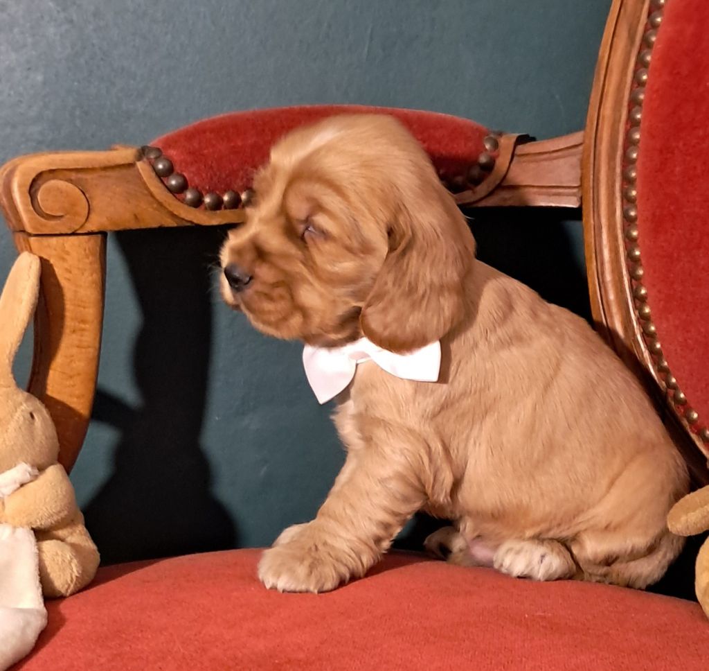 de l'Aube des Hortensias - Chiots disponibles - Cocker Spaniel Anglais