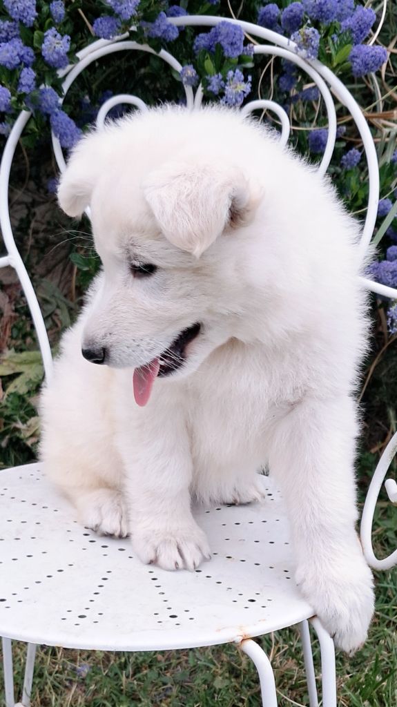 de l'Aube des Hortensias - Chiots disponibles - Berger Blanc Suisse