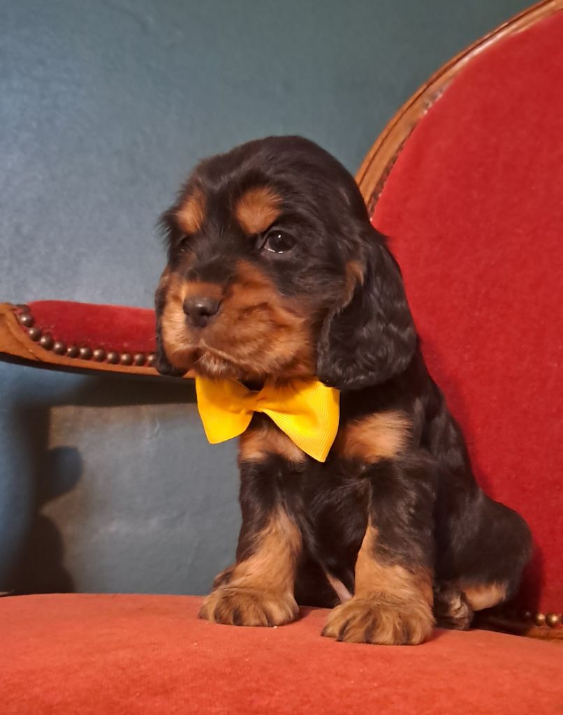 de l'Aube des Hortensias - Chiots disponibles - Cocker Spaniel Anglais