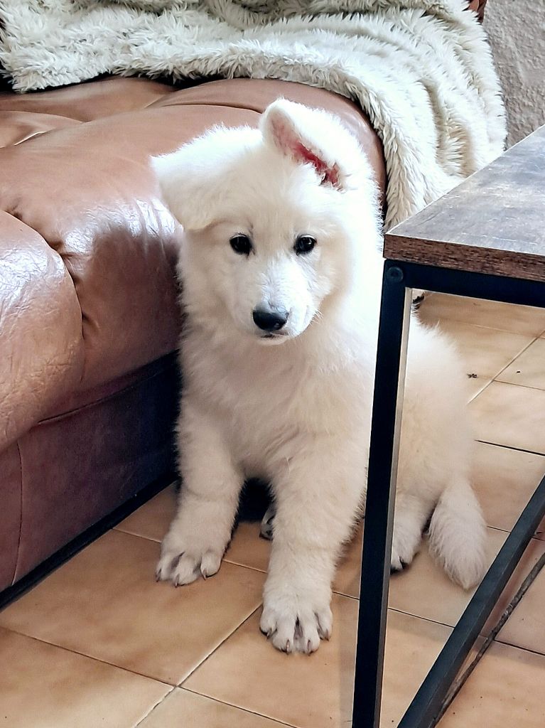 de l'Aube des Hortensias - Chiots disponibles - Berger Blanc Suisse