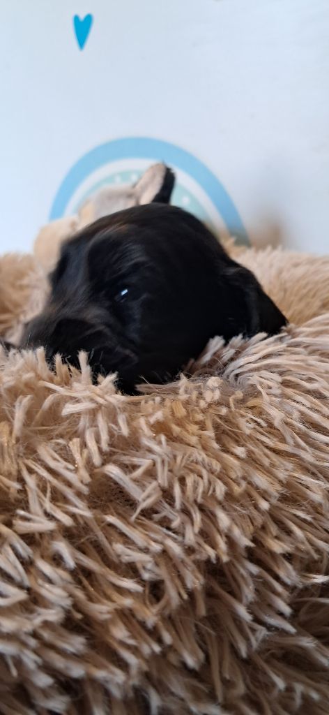 de l'Aube des Hortensias - Chiots disponibles - Cocker Spaniel Anglais