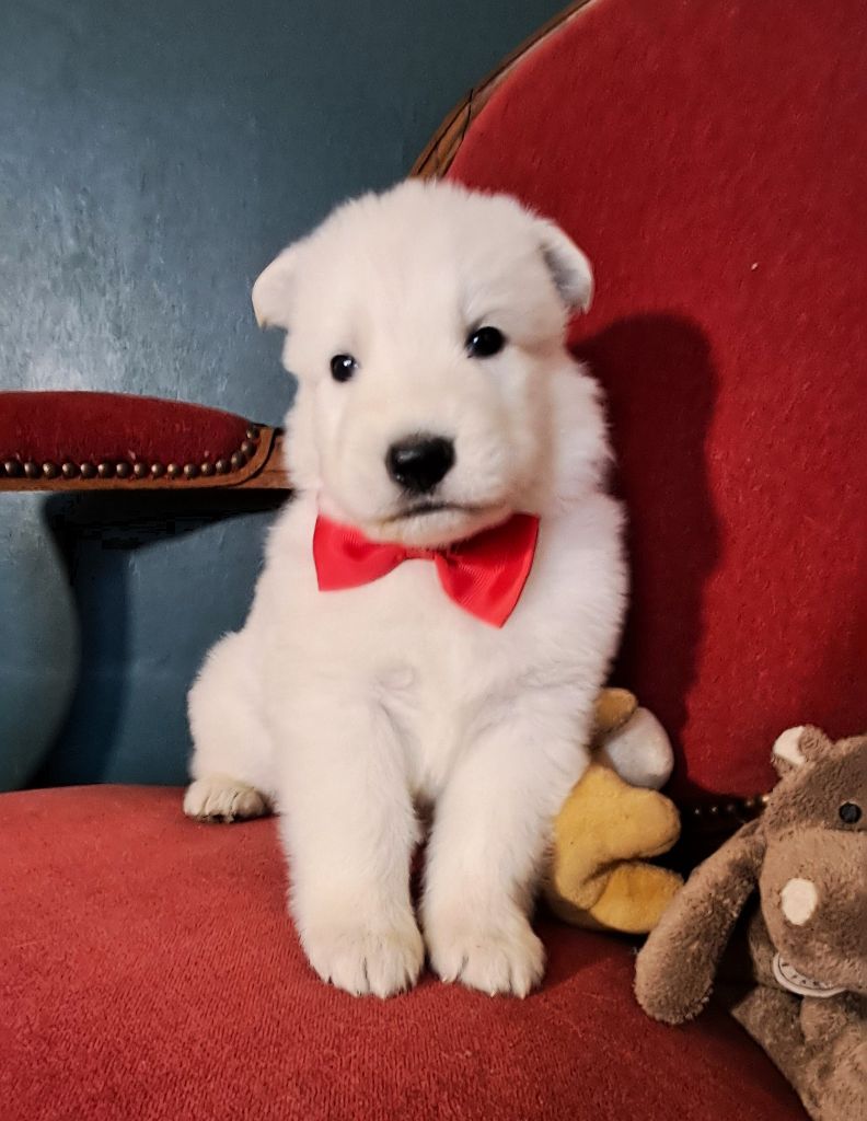 de l'Aube des Hortensias - Chiots disponibles - Berger Blanc Suisse