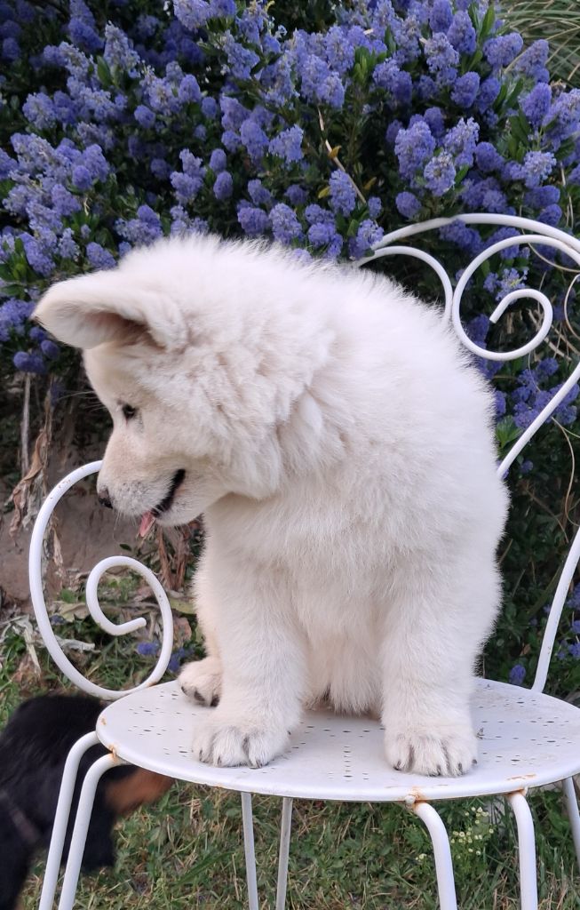 de l'Aube des Hortensias - Chiots disponibles - Berger Blanc Suisse