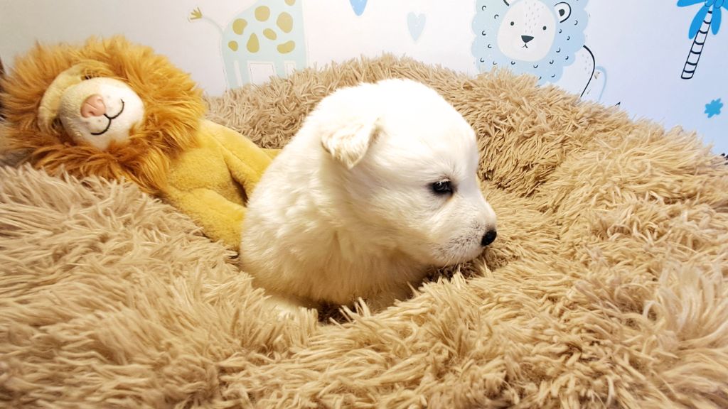 de l'Aube des Hortensias - Chiots disponibles - Berger Blanc Suisse
