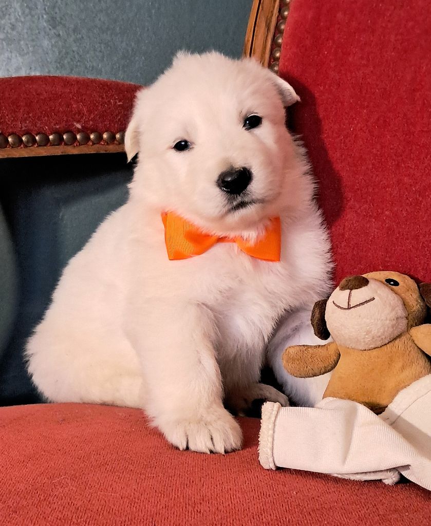 de l'Aube des Hortensias - Chiots disponibles - Berger Blanc Suisse