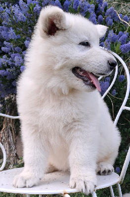 Attila 