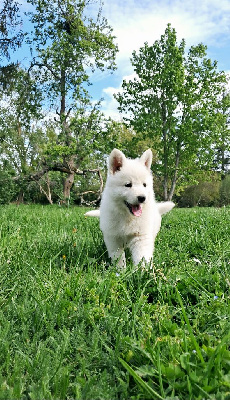 Aspen