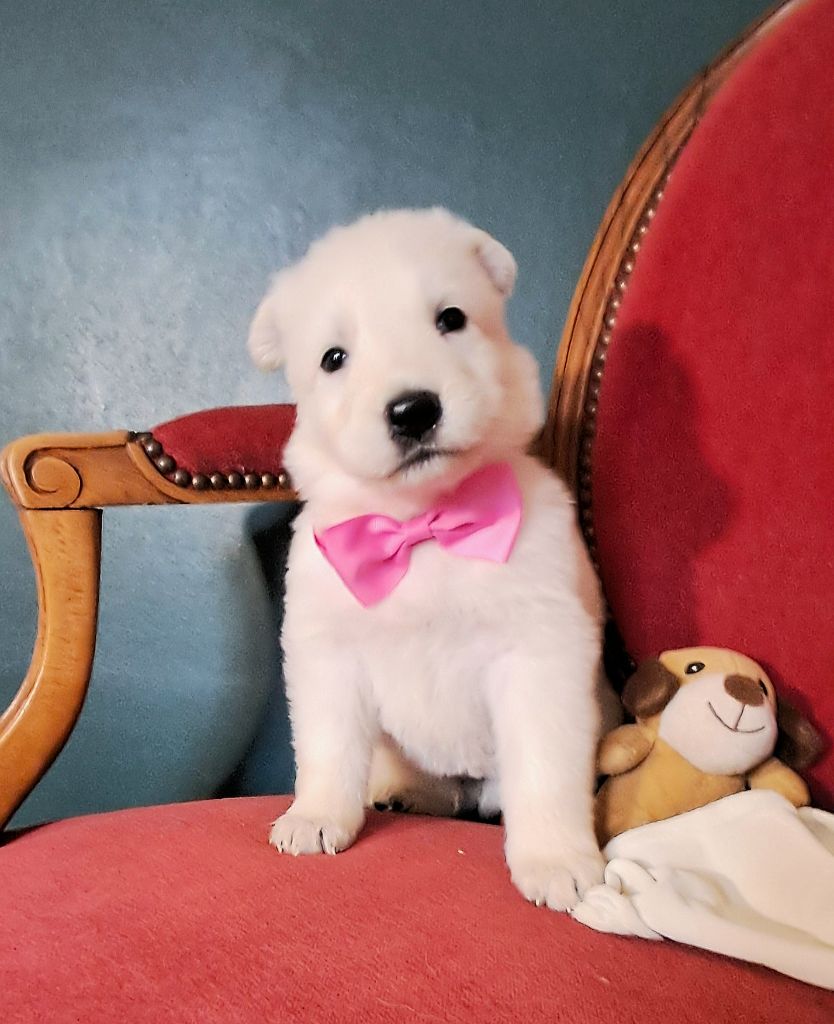 de l'Aube des Hortensias - Chiots disponibles - Berger Blanc Suisse