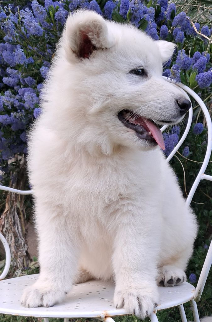 de l'Aube des Hortensias - Chiots disponibles - Berger Blanc Suisse