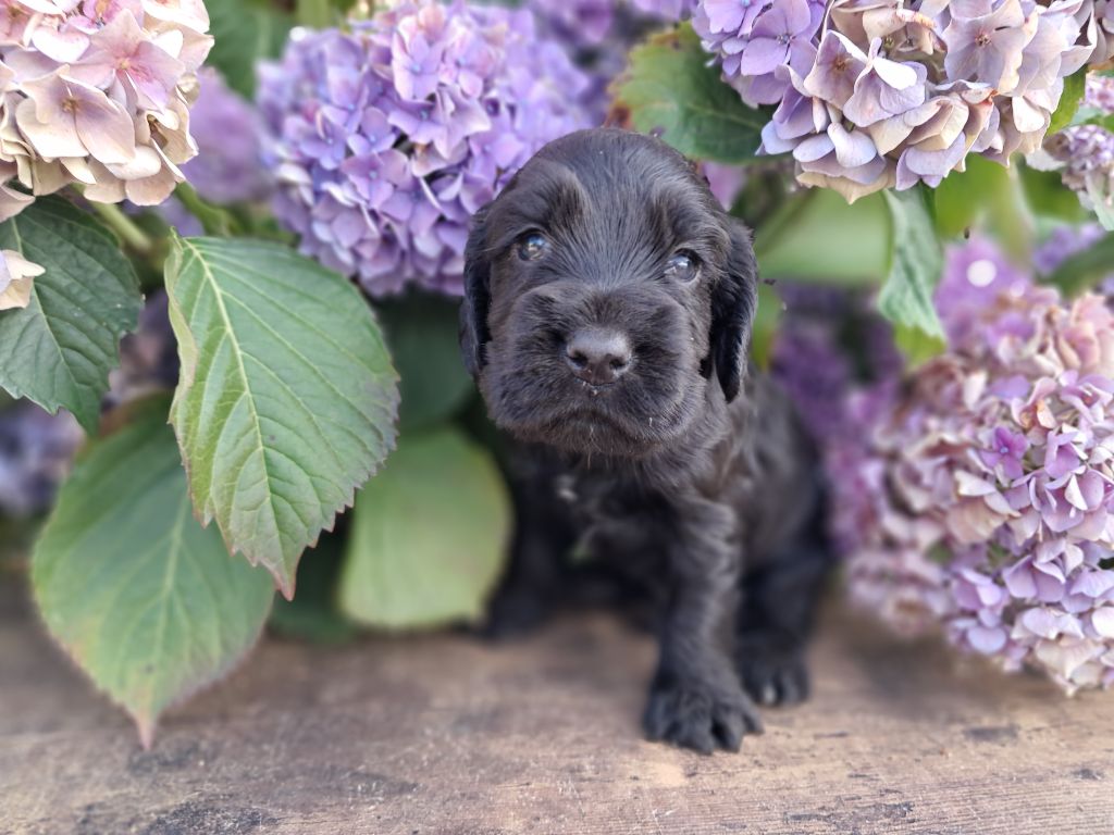 de l'Aube des Hortensias - Chiots disponibles - Cocker Spaniel Anglais