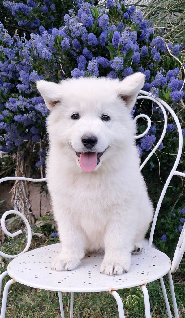 de l'Aube des Hortensias - Chiots disponibles - Berger Blanc Suisse