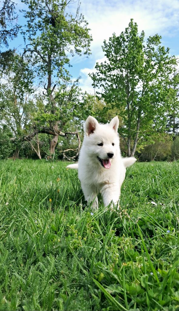 de l'Aube des Hortensias - Chiots disponibles - Berger Blanc Suisse