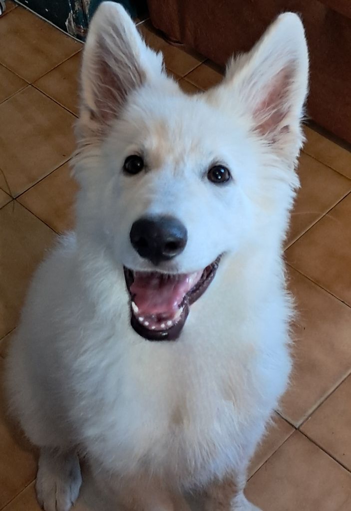 de l'Aube des Hortensias - Chiots disponibles - Berger Blanc Suisse