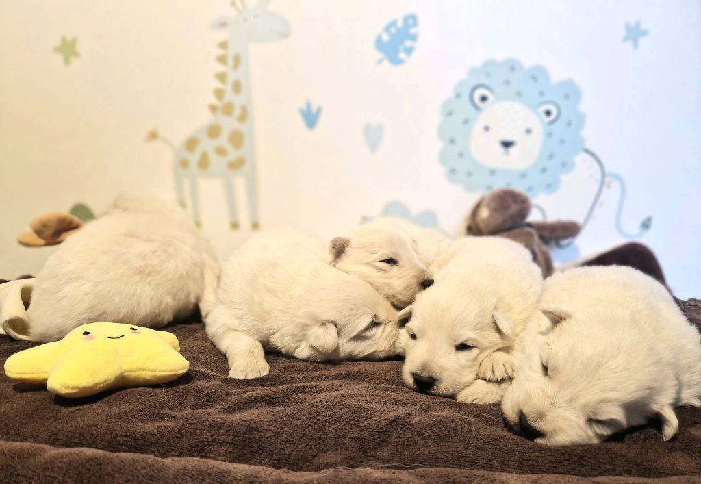 Chiot Berger Blanc Suisse de l'Aube des Hortensias