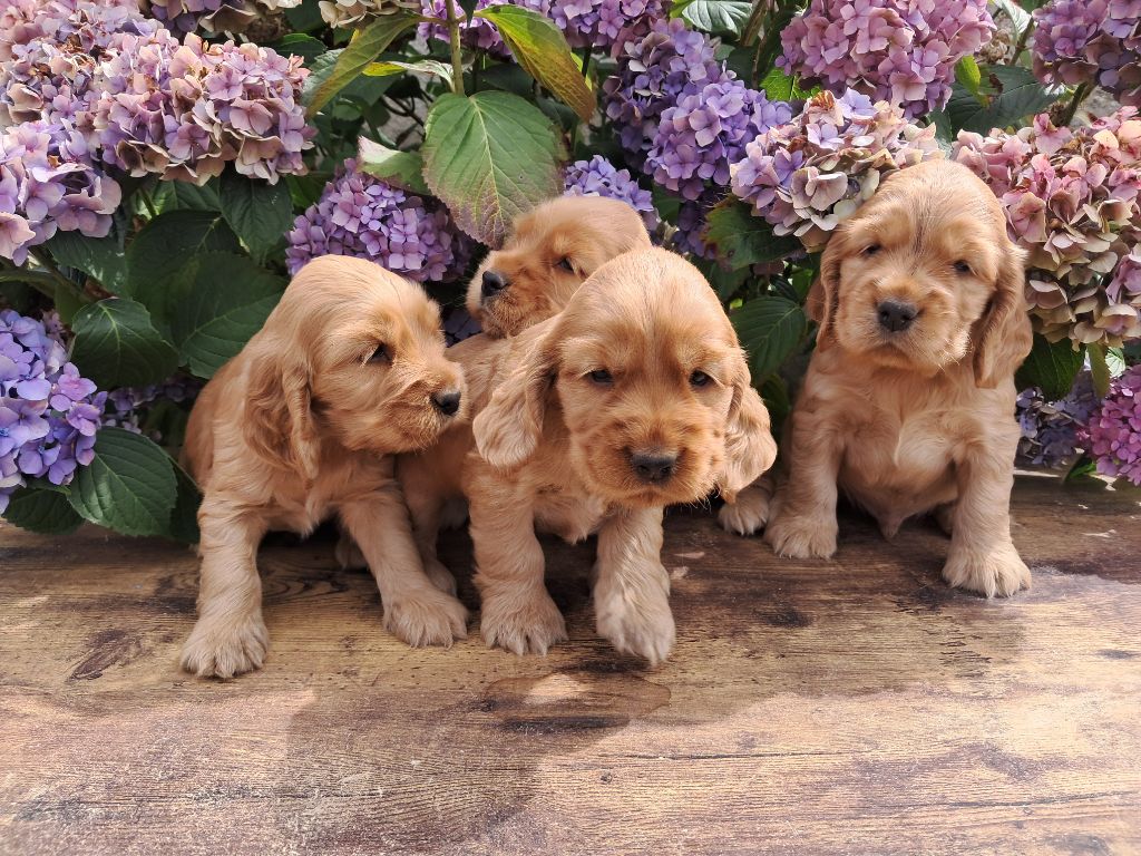 de l'Aube des Hortensias - Chiots disponibles - Cocker Spaniel Anglais