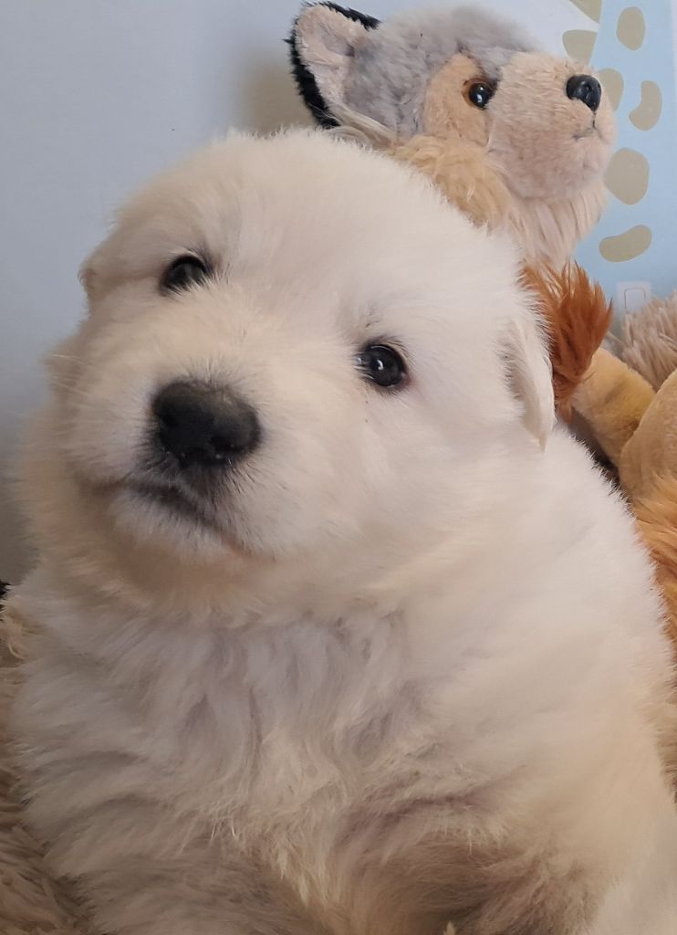 de l'Aube des Hortensias - Chiots disponibles - Berger Blanc Suisse