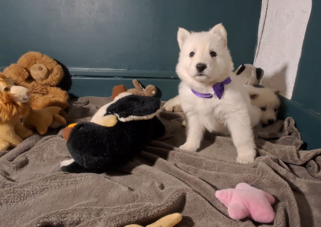 de l'Aube des Hortensias - Chiots disponibles - Berger Blanc Suisse