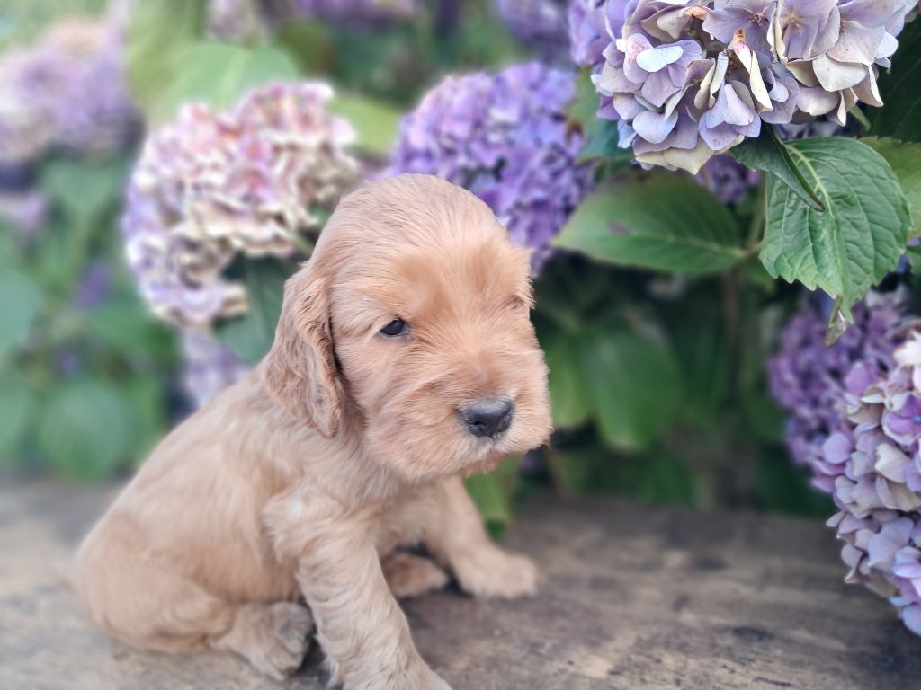 de l'Aube des Hortensias - Chiots disponibles - Cocker Spaniel Anglais