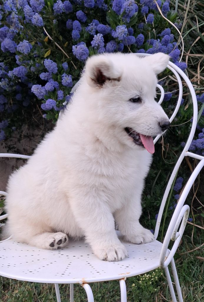 de l'Aube des Hortensias - Chiots disponibles - Berger Blanc Suisse