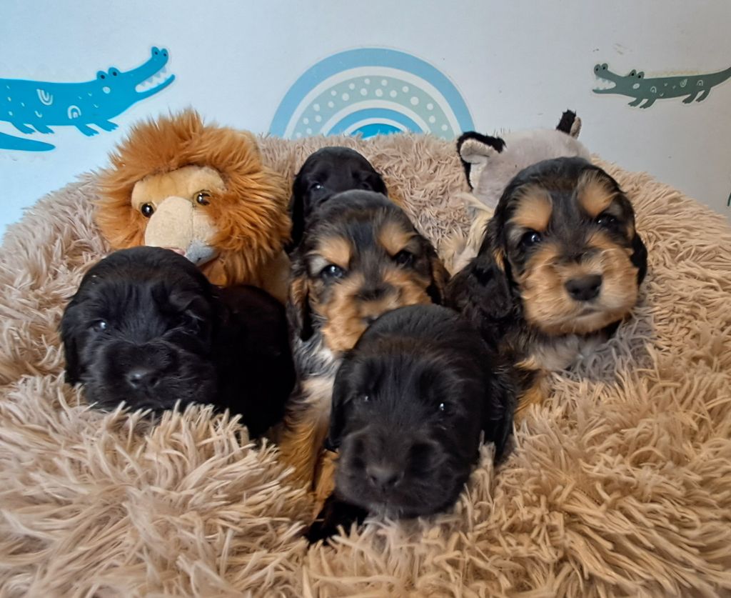 de l'Aube des Hortensias - Chiots disponibles - Cocker Spaniel Anglais