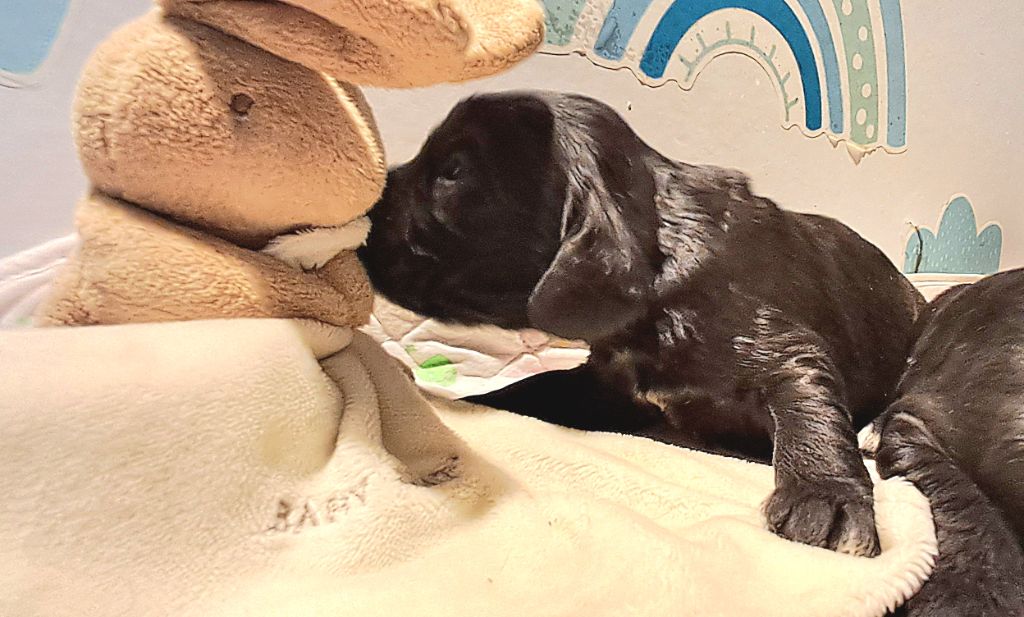 de l'Aube des Hortensias - Chiots disponibles - Cocker Spaniel Anglais