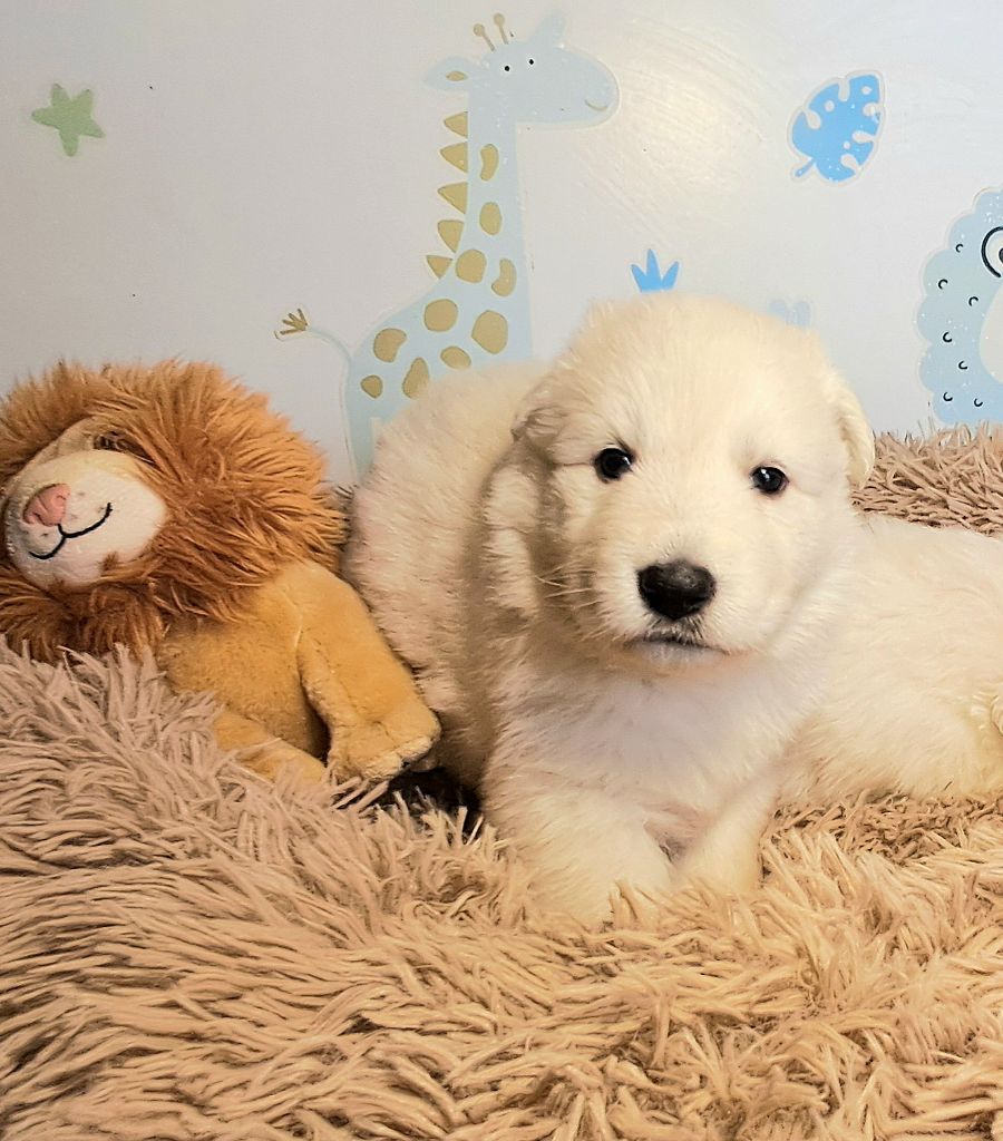 de l'Aube des Hortensias - Chiots disponibles - Berger Blanc Suisse