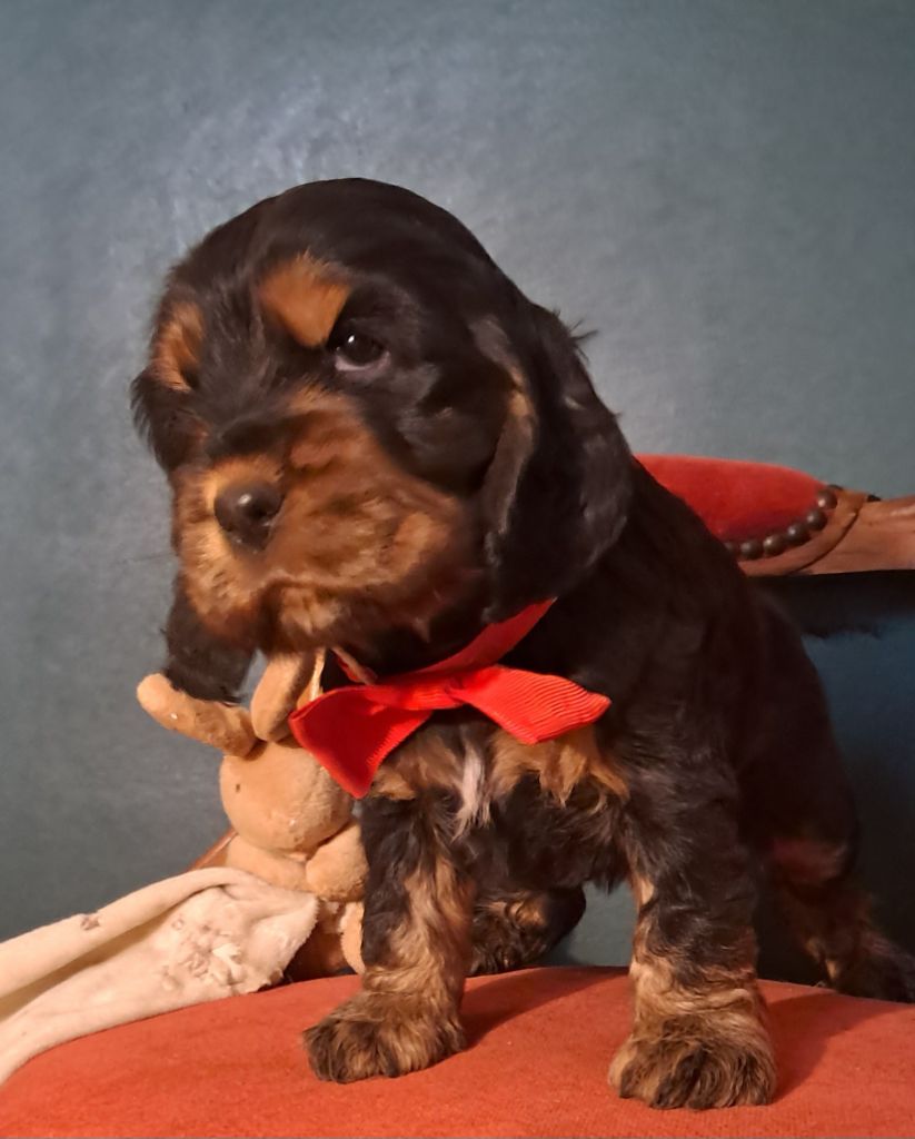 de l'Aube des Hortensias - Chiots disponibles - Cocker Spaniel Anglais
