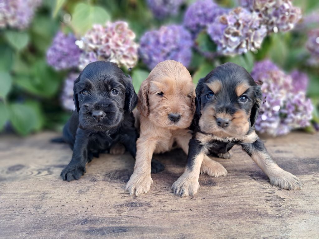 de l'Aube des Hortensias - Chiots disponibles - Cocker Spaniel Anglais