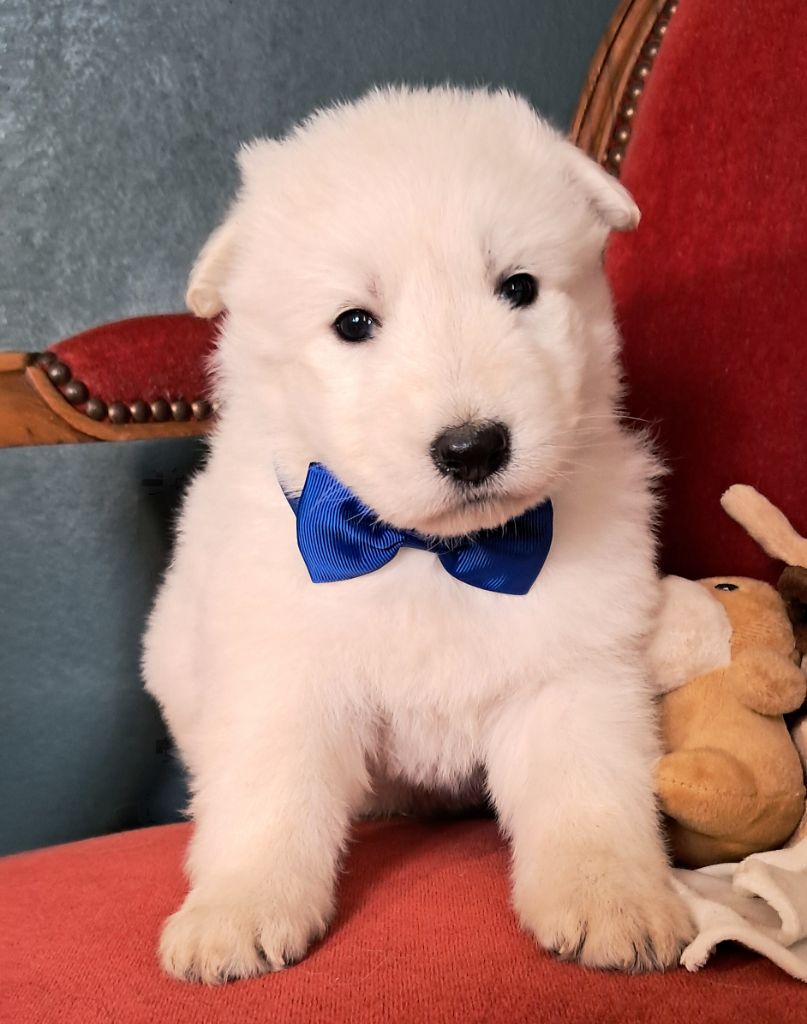 de l'Aube des Hortensias - Chiots disponibles - Berger Blanc Suisse