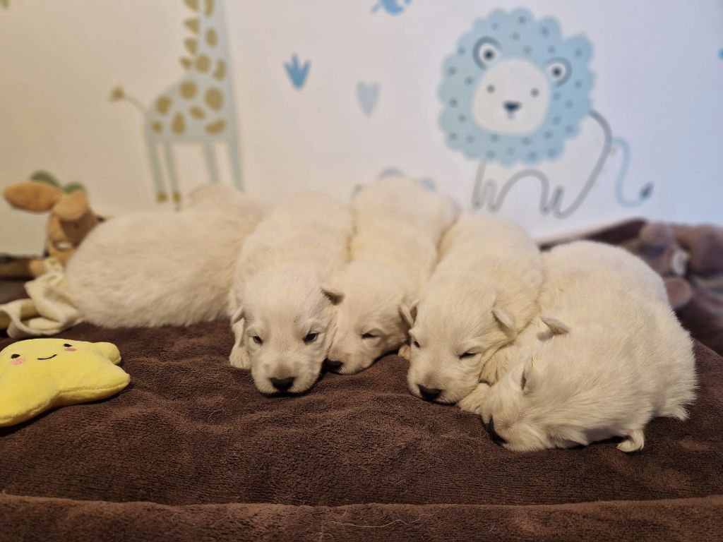 de l'Aube des Hortensias - Chiots disponibles - Berger Blanc Suisse