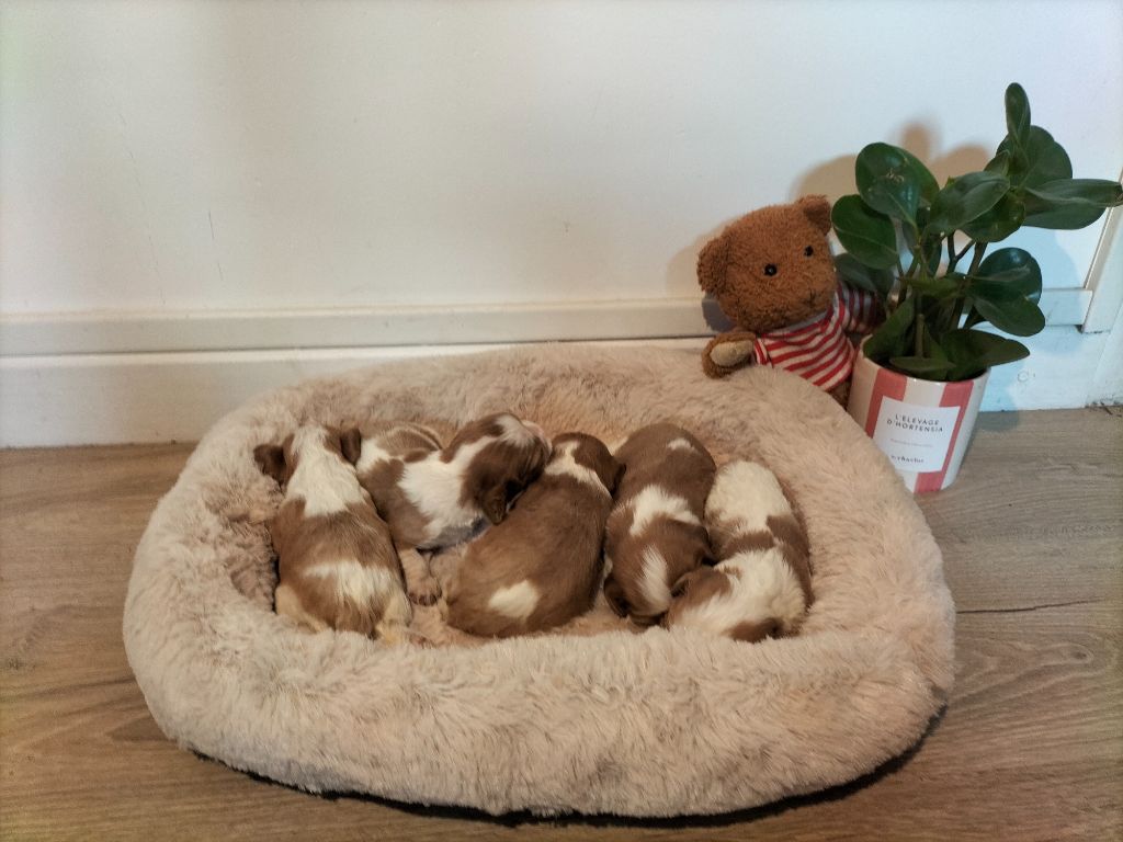 de l'Aube des Hortensias - Cavalier King Charles Spaniel - Portée née le 16/03/2023