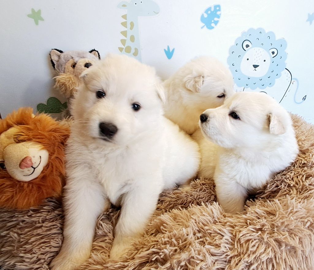 de l'Aube des Hortensias - Chiots disponibles - Berger Blanc Suisse