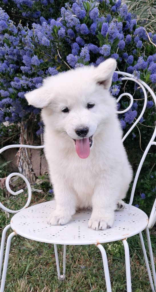 de l'Aube des Hortensias - Chiots disponibles - Berger Blanc Suisse