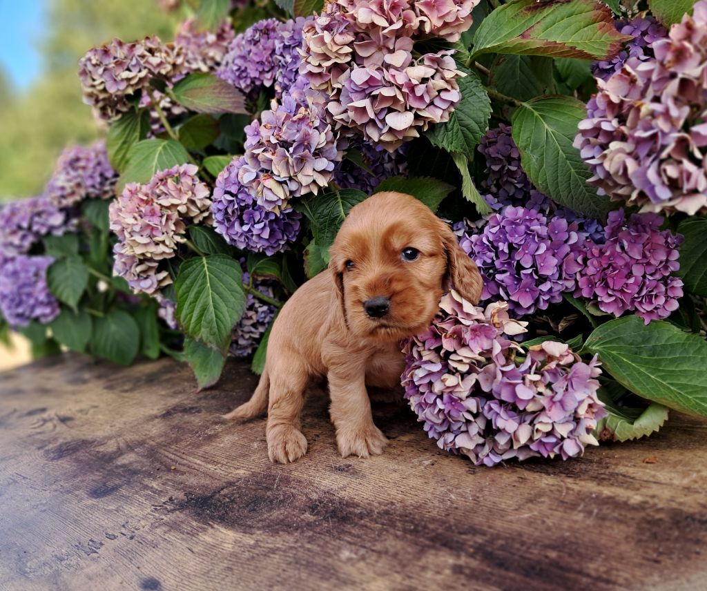 de l'Aube des Hortensias - Chiots disponibles - Cocker Spaniel Anglais